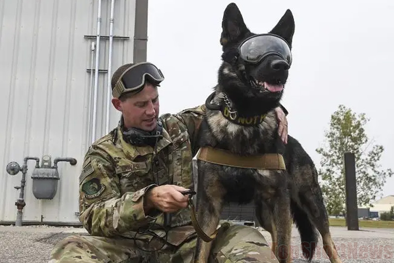 US Army Dogs will have AR-goggles